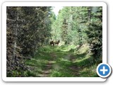 Taos Mountain Elk